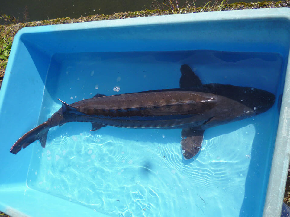 シロチョウザメ成魚